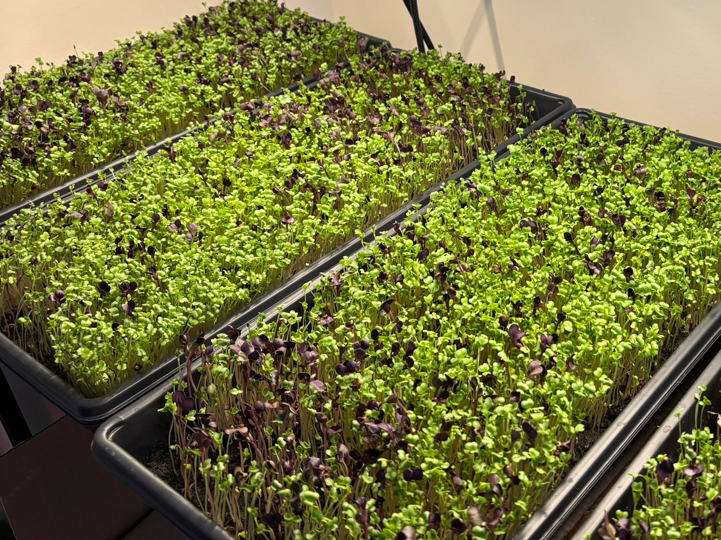 Superfood Microgreens